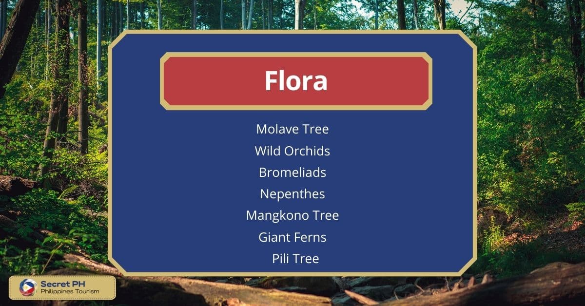 Flora