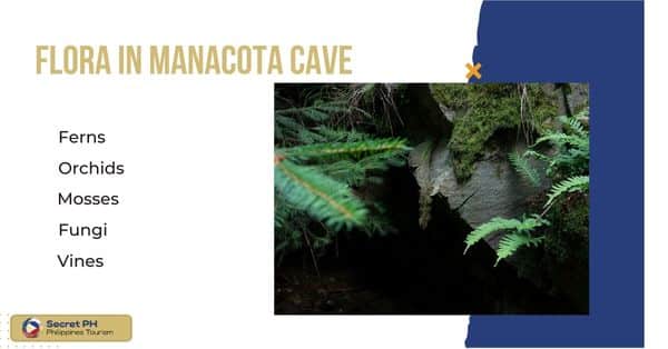 Flora in Manacota Cave