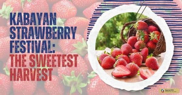 Kabayan Strawberry Festival The Sweetest Harvest