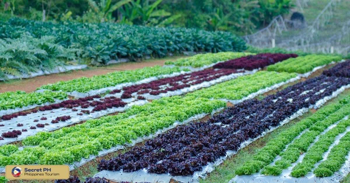 Musfa Bohol Organic Farm