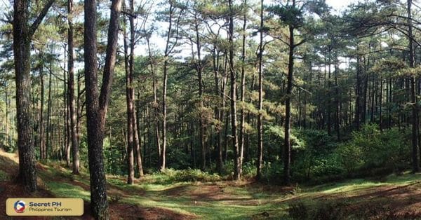 The Abundance of Pine Trees in Benguet
