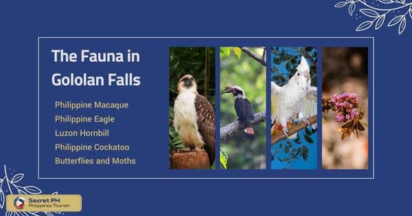 The Fauna in Gololan Falls
