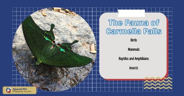 The Fauna of Carmella Falls