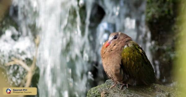 The Fauna of Carmella Falls