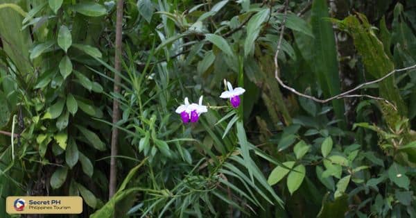 The Flora in Gololan Falls