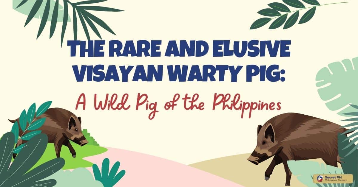 The Rare and Elusive Visayan Warty Pig A Wild Pig of the Philippines