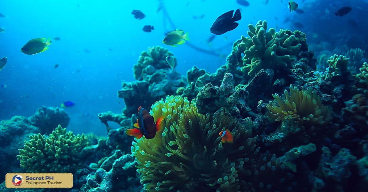 Tubbataha Reef: A Pristine Marine Sanctuary in the Sulu Sea
