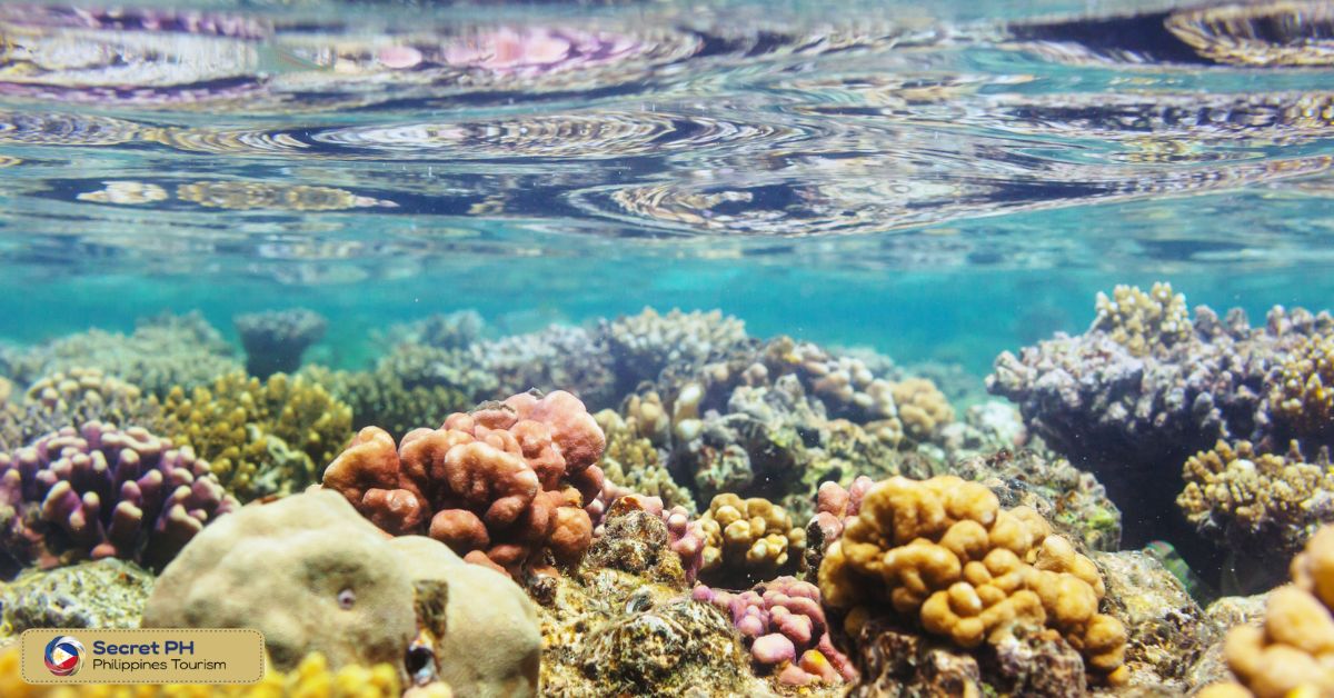 Tubbataha Reef_ The Pristine Coral Reef in Palawan