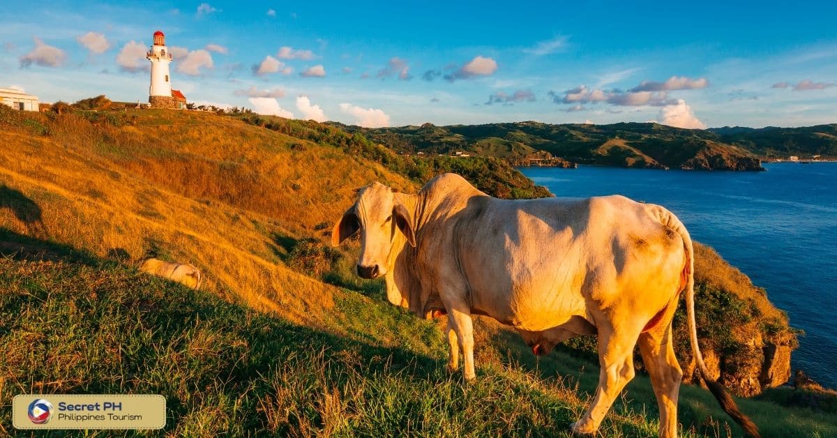 Vayang Rolling Hills