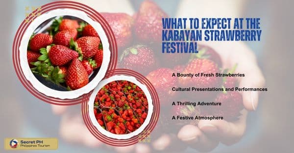 What to Expect at the Kabayan Strawberry Festival