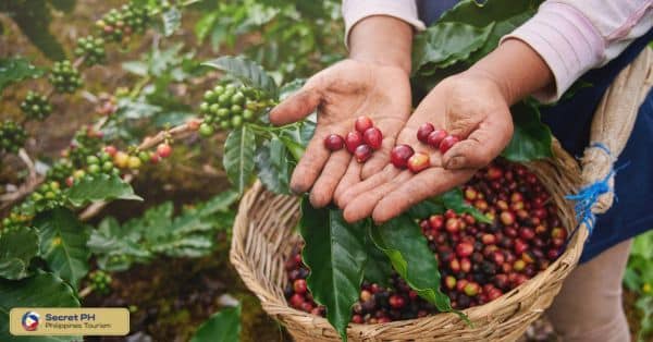 Discovering Ifugao's Coffee and Tea Plantations