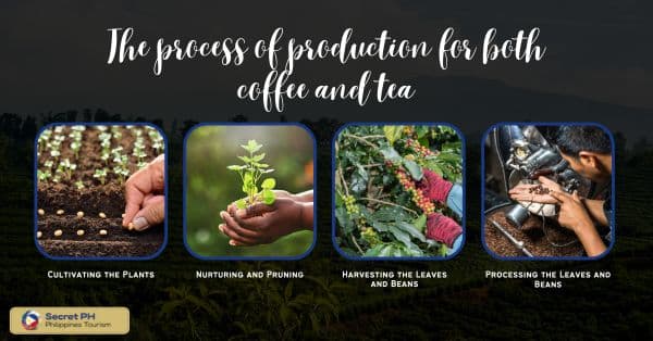 The process of production for both coffee and tea