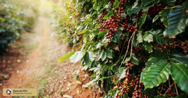 Benguet State University Organic Arabica Coffee Farm