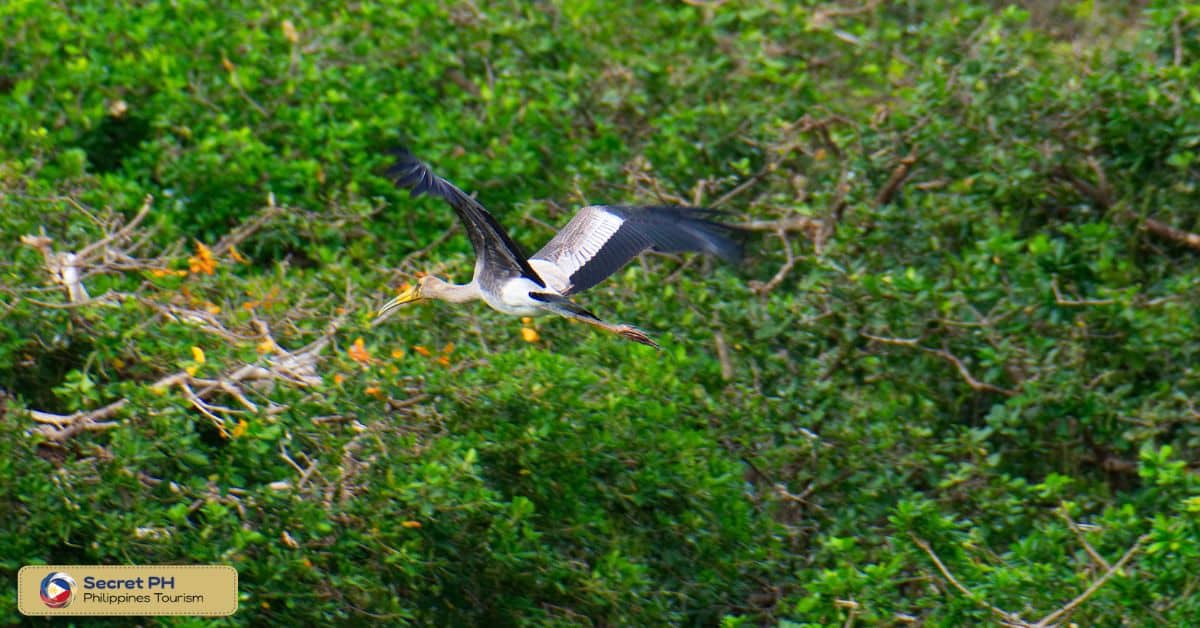 Abra River Bird Sanctuary