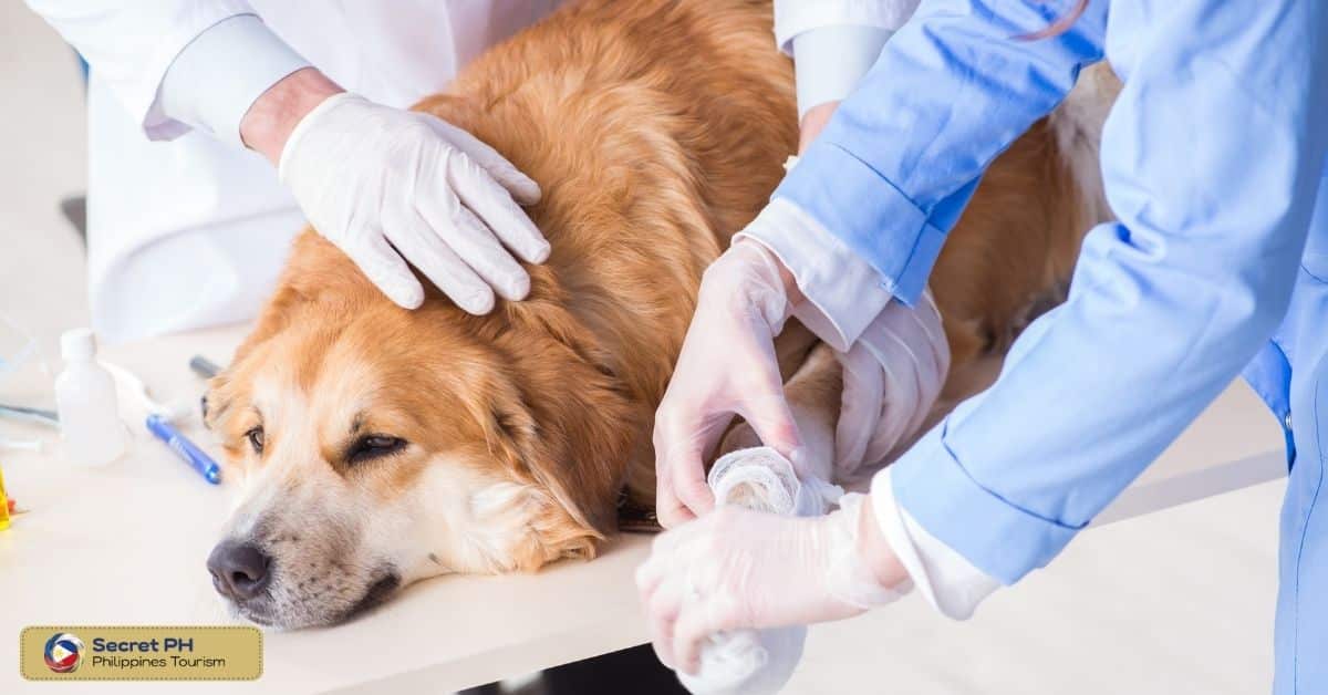 Ensuring Medical Assistance for Injured Animals
