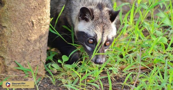 Fauna of Mount Polis