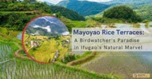 Mayoyao Rice Terraces A Birdwatcher's Paradise in Ifugao's Natural Marvel