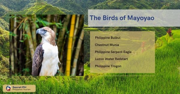 The Birds of Mayoyao