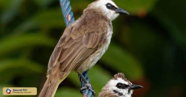 The Birds of Mayoyao