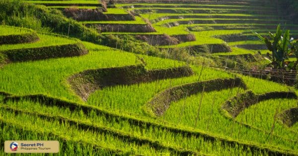 Rice Cultivation