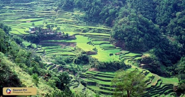 5. See the Lubo Rice Terraces