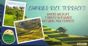 Cambulo Rice Terraces Where Wildlife Thrives in Ifugao's Natural Masterpiece