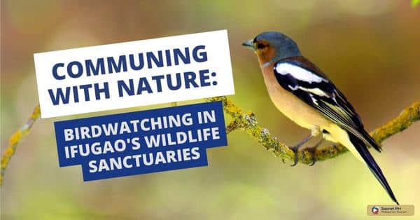 Communing with Nature Birdwatching in Ifugao's Wildlife Sanctuaries