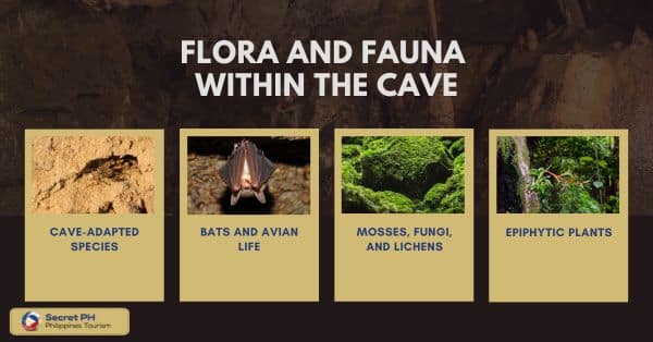Flora and Fauna Within the Cave