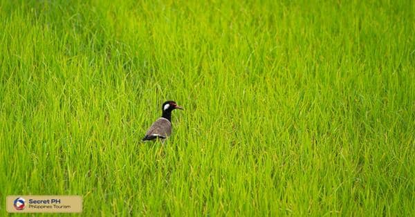 Wildlife in the Rice Terraces