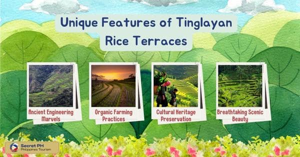 Unique Features of Tinglayan Rice Terraces