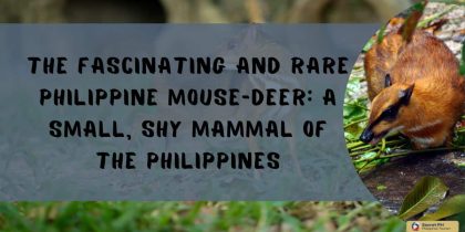 The Fascinating and Rare Philippine Mouse-Deer: A Small, Shy Mammal of the Philippines