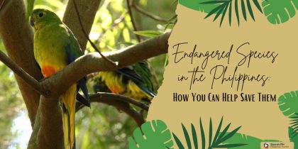 Endangered Species in the Philippines: How You Can Help Save Them