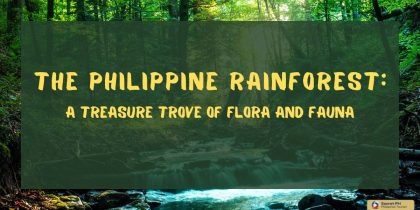 The Philippine Rainforest: A Treasure Trove of Flora and Fauna