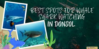 Best Spots for Whale Shark Watching in Donsol