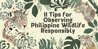 11 Tips for Observing Philippine Wildlife Responsibly