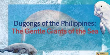 Dugongs of the Philippines_ The Gentle Giants of the Sea