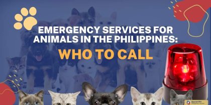 Emergency Services for Animals in the Philippines_ Who to Call