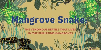 Mangrove Snake The Venomous Reptile That Lives in the Philippine Mangroves