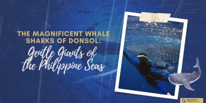 The Magnificent Whale Sharks of Donsol Gentle Giants of the Philippine Seas